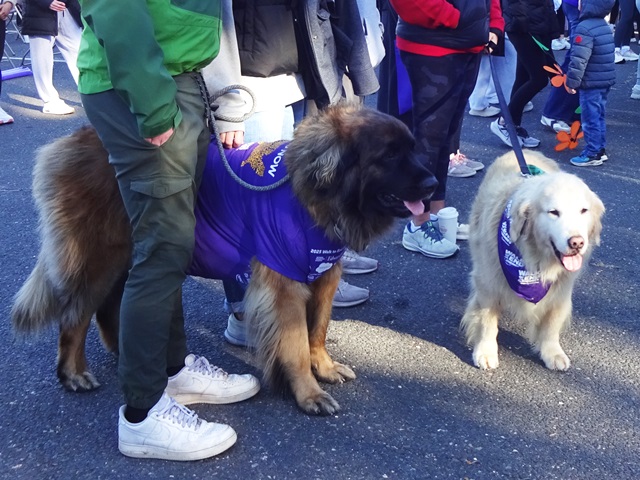 4-legged walkers 2025 Alzheimer's Walk
